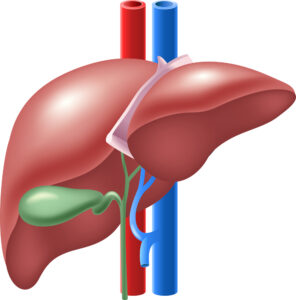 gallbladder (Laparoscopic Surgery)